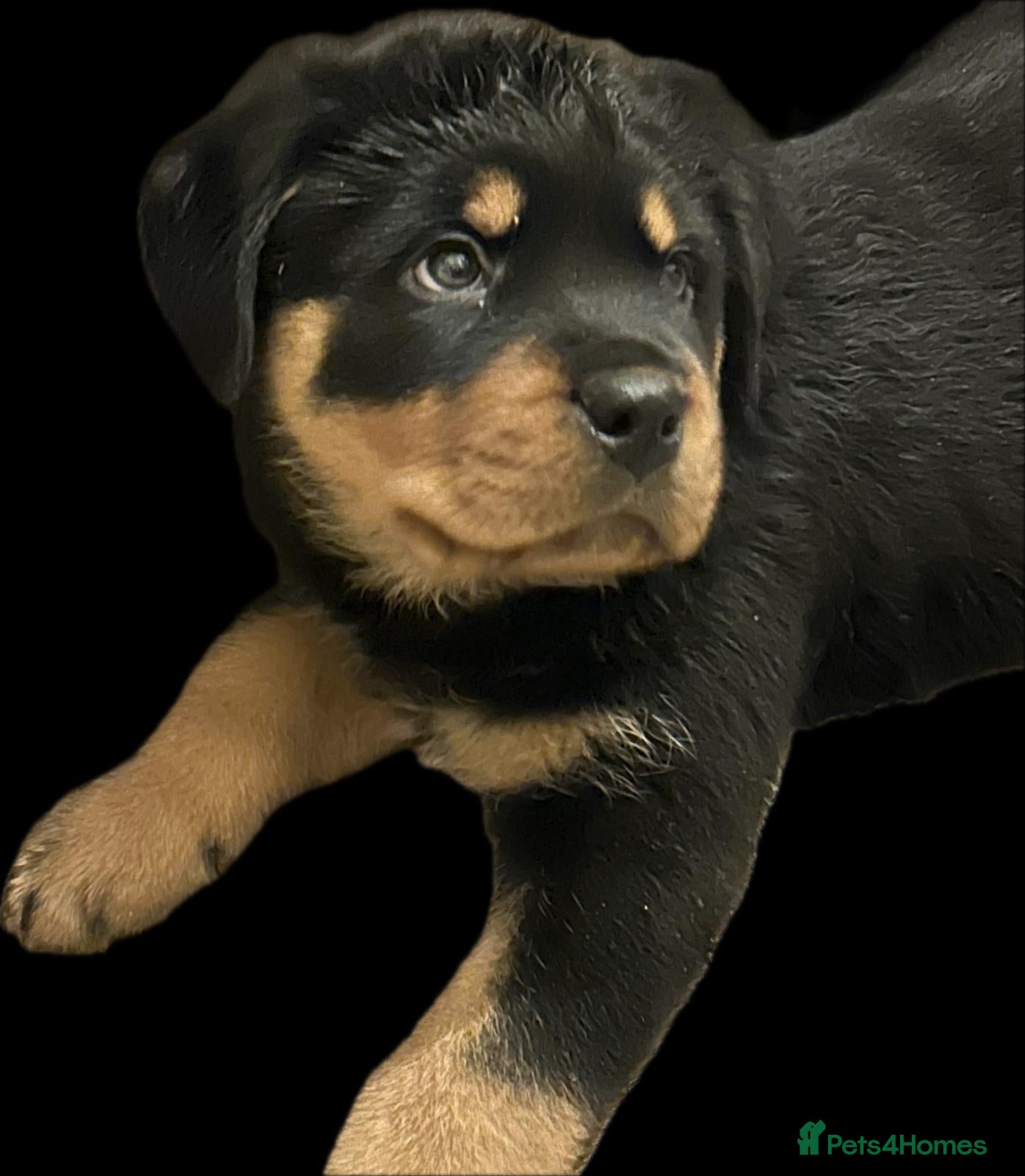 Rottweiler dogs (1 BOY) left READY TOGO Chunky Rottweilerfor sale - Advert 8