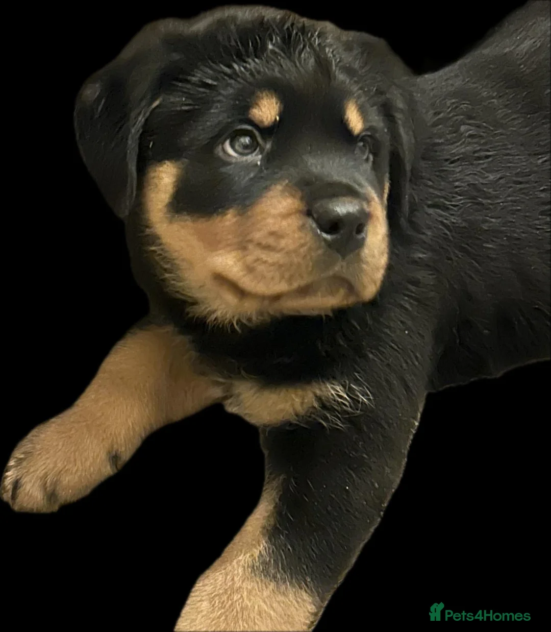 Rottweiler dogs for sale: (1 BOY) left READY TOGO Chunky Rottweilerfor sale - Advert 1