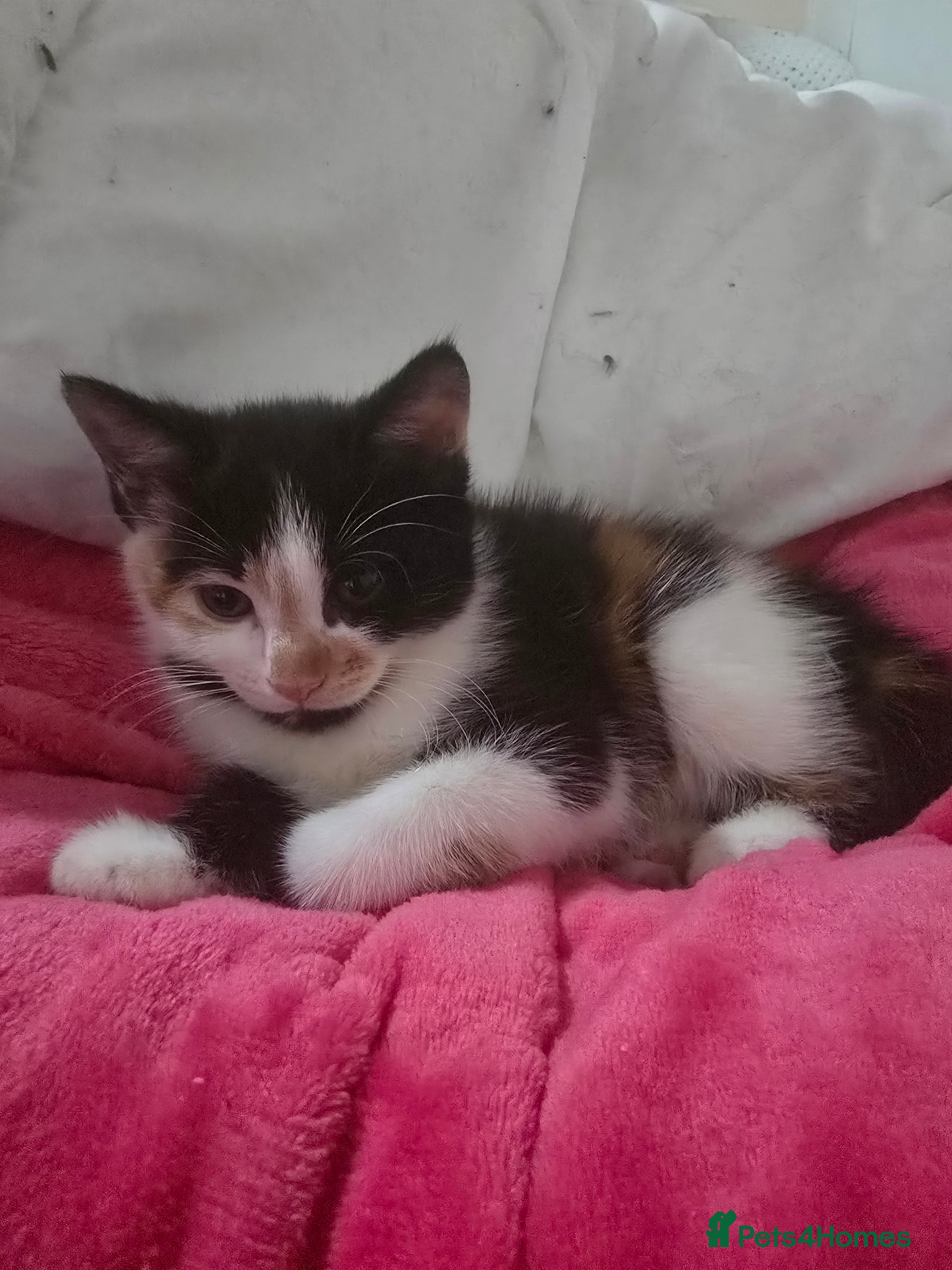 Mixed Breed cats 7 week old half ragdoll kittens  - Advert 3