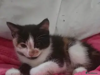 Mixed Breed cats 7 week old half ragdoll kittens - Advert 3