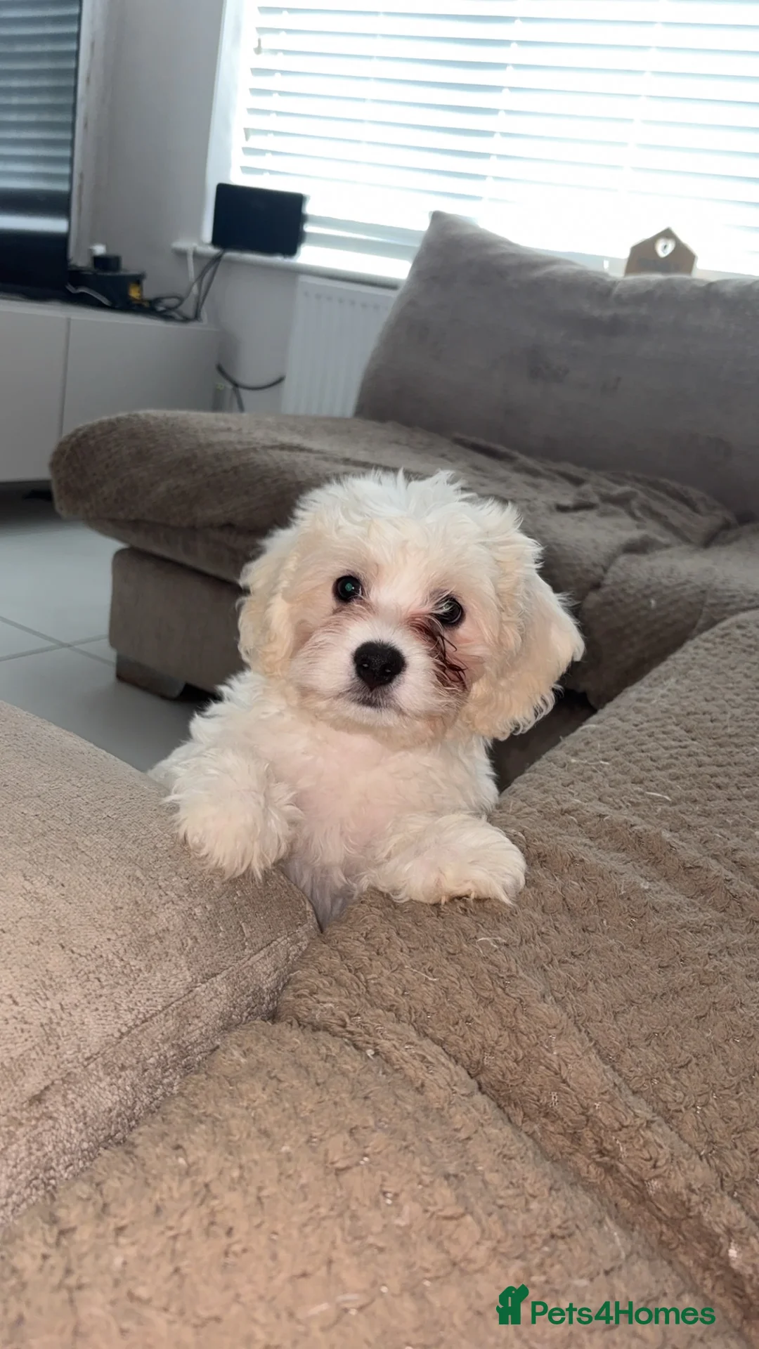 Mixed Breed dogs for sale: Maltese Bichon Frise - Advert 2