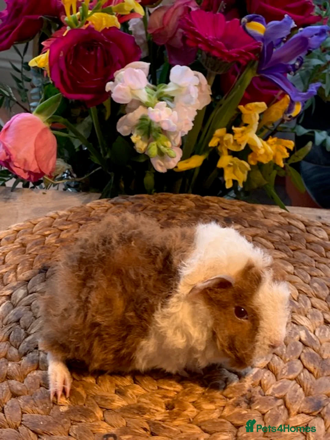 Guinea Pig rodents for sale: Beautiful Baby Texels HP18 - Advert 4