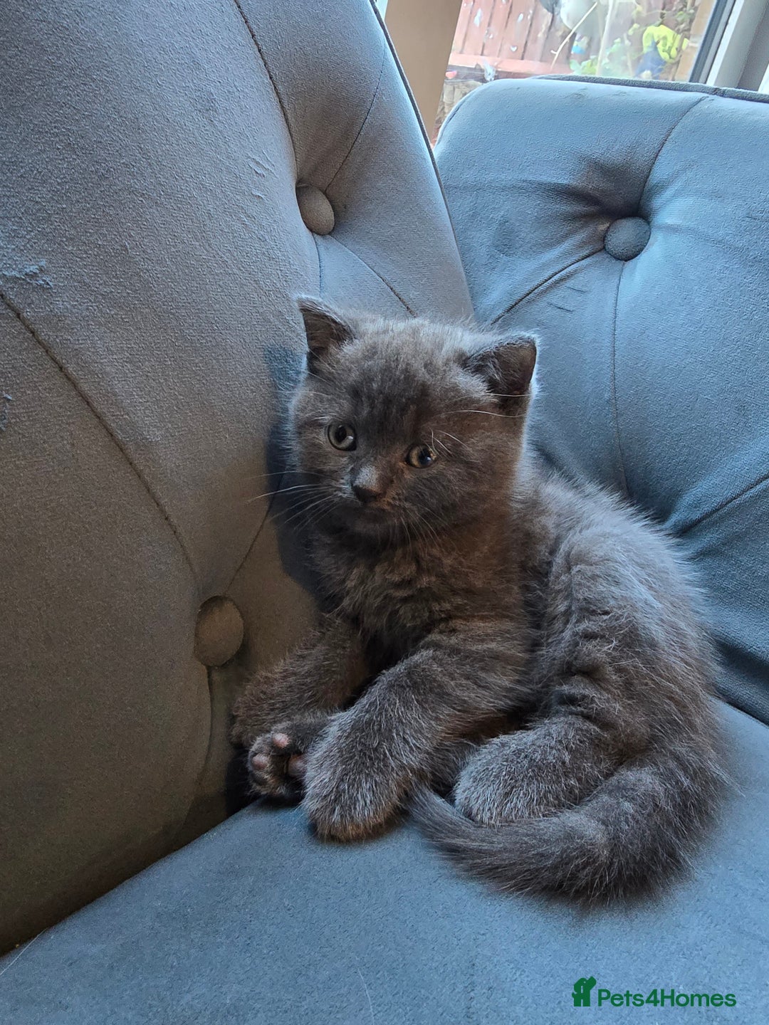 British Shorthair cats for sale: Gorgeous half British short-hair kittens - Image 5