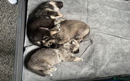 Shepsky dogs for sale: Gerbirian  shepskis - Image 3