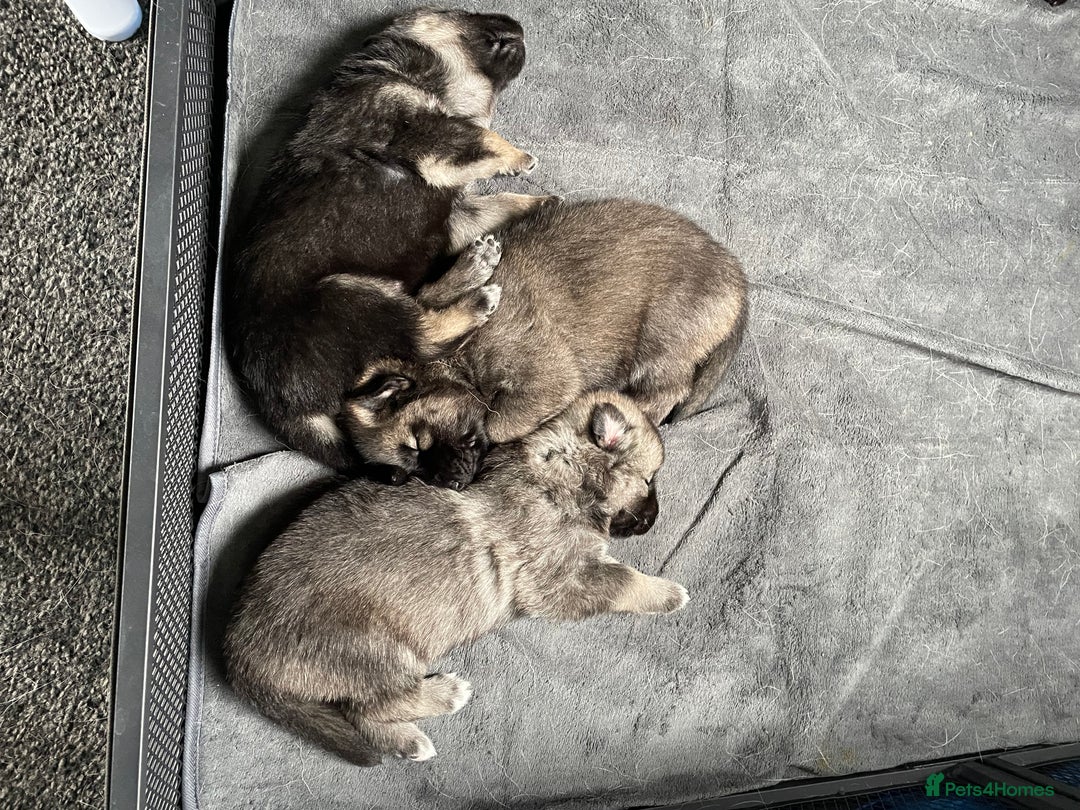 Shepsky dogs for sale: Gerbirian  shepskis - Image 3