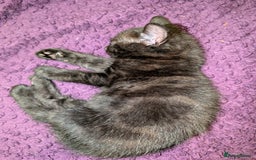 Bombay cats for sale: Black Bombay Male Kitten - Image 9