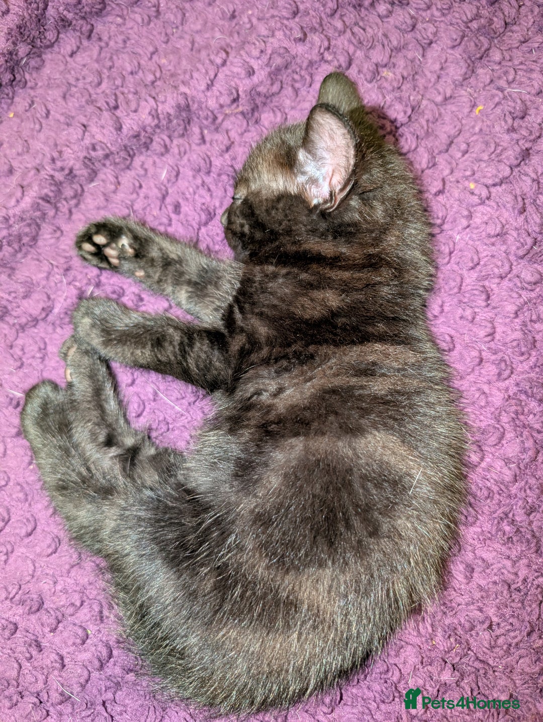 Bombay cats for sale: Black Bombay Male Kitten - Image 9