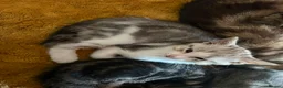 Mixed Breed cats for sale: CUTE KITTENS - Advert 17