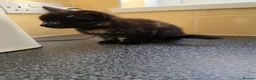 Mixed Breed cats for sale: Kittens looking for forever home. in Stowmarket - Advert 11