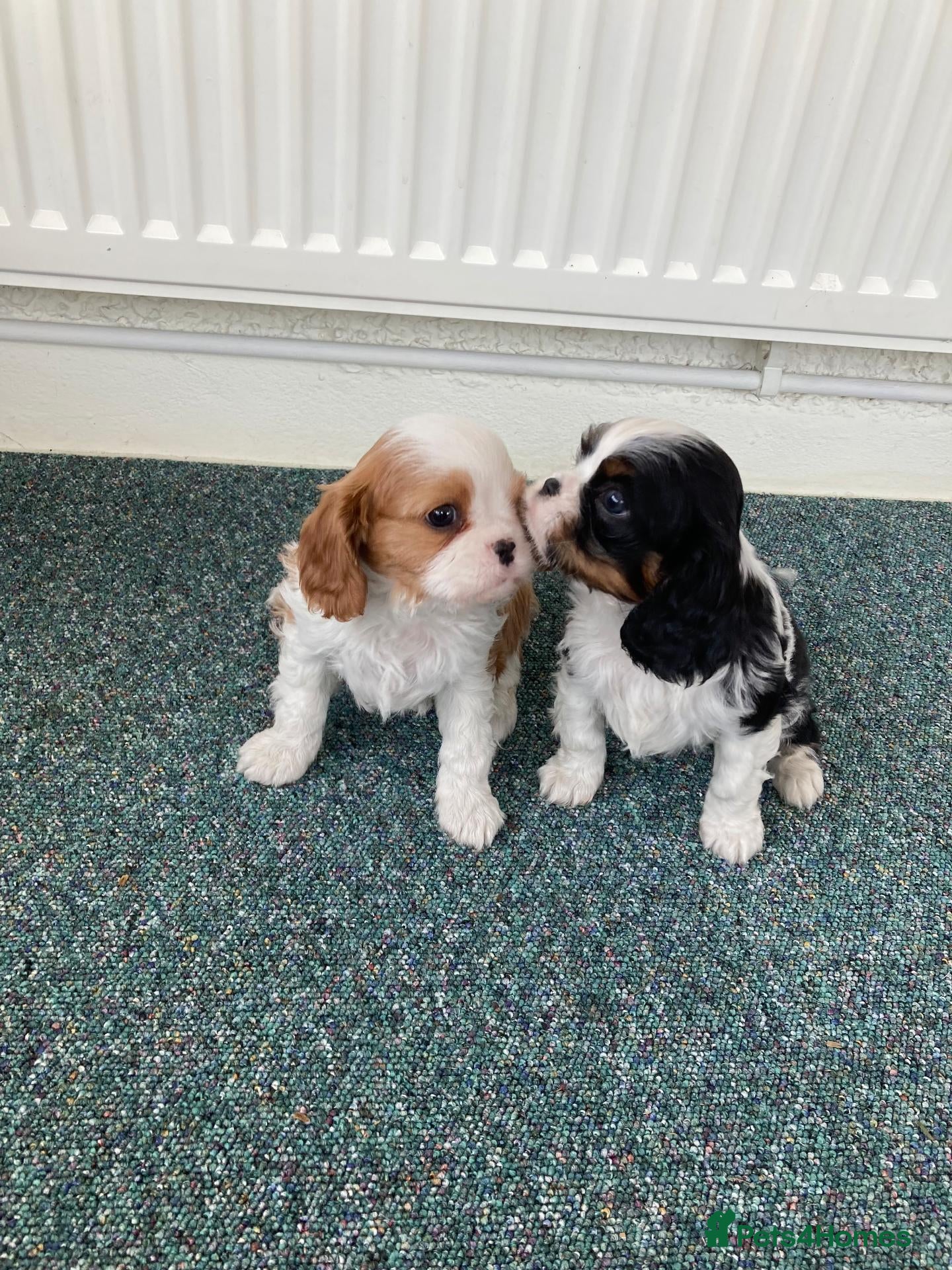 Cavalier King Charles Spaniel dogs KC tri/blenheim pups - health tested parents - Advert 1