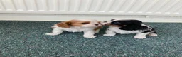 Cavalier King Charles Spaniel dogs for sale: KC tri/blenheim pups - health tested parents - Advert 1