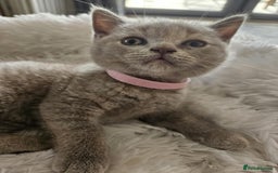 British Shorthair cats for sale: 🐾 British Shorthair Kittens – Ready Now 🐾 - Image 6