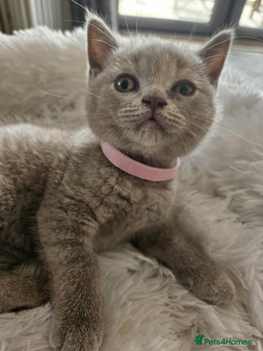 British Shorthair cats for sale: 🐾 British Shorthair Kittens – Ready Now 🐾 - Image 6