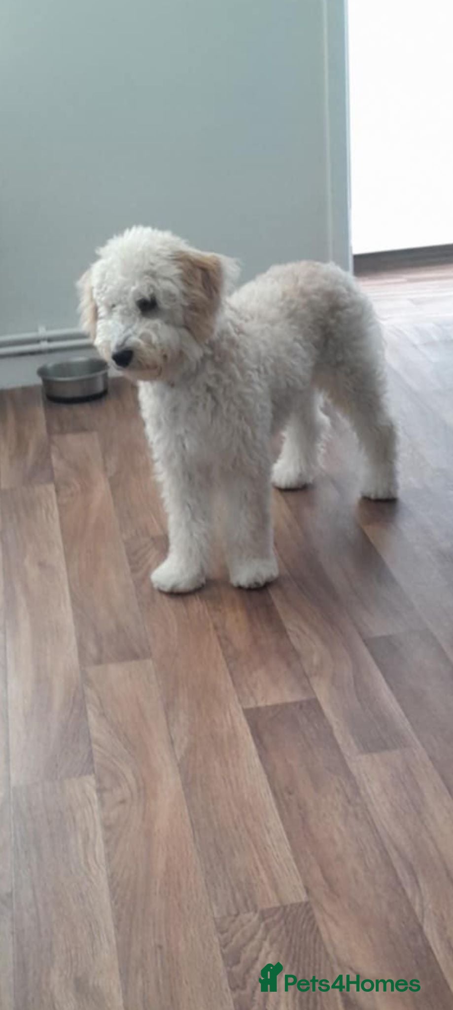 Cavapoochon dogs 6month cavapoochon male - Advert 7