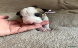 English Bull Terrier dogs for sale: English bull terriers  - Image 27