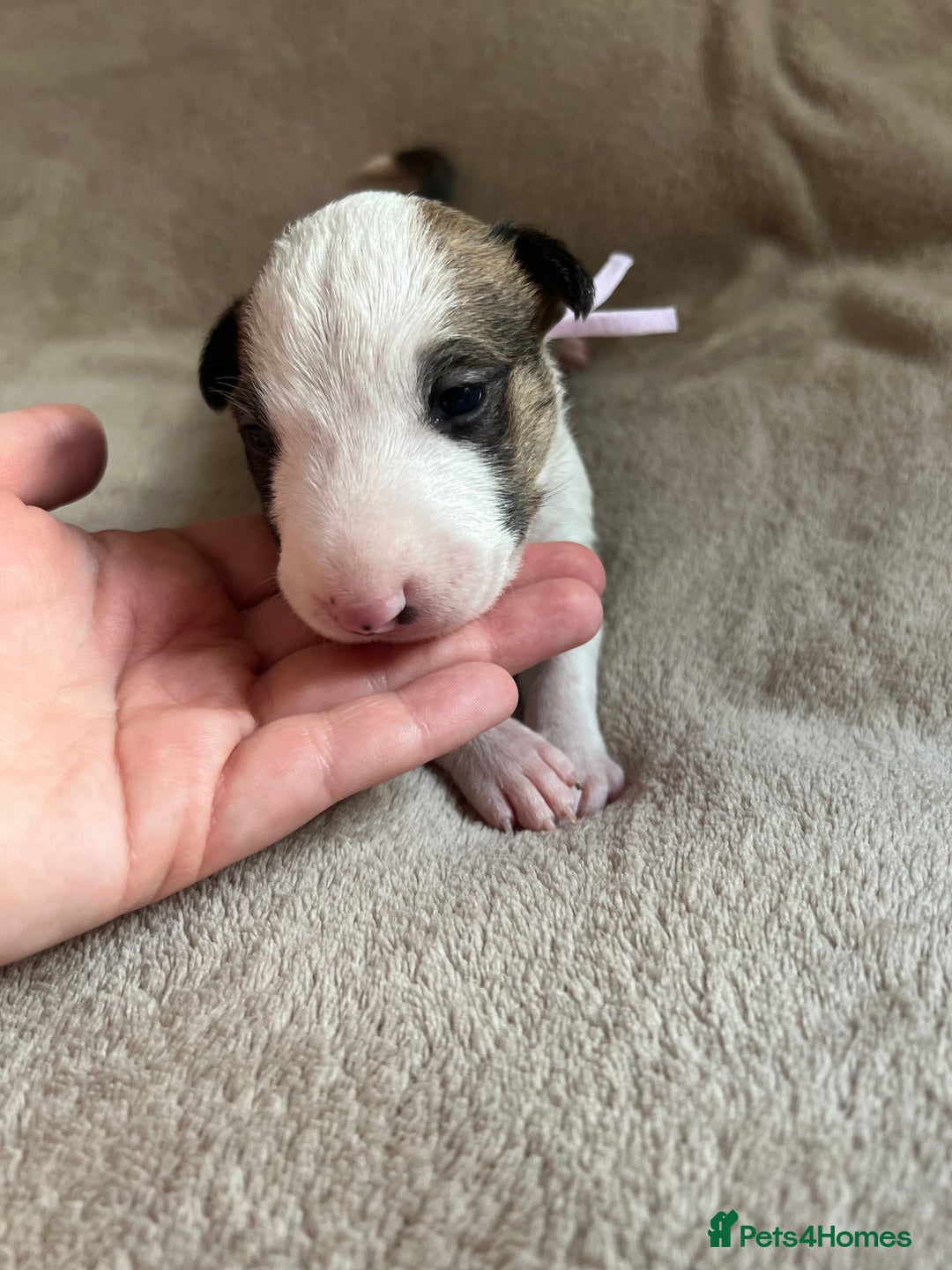 English Bull Terrier dogs for sale: English bull terriers  - Image 27