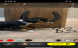 Jack Russell dogs for sale: Beautiful jack russel 👀🏡💙🩷 - Image 4