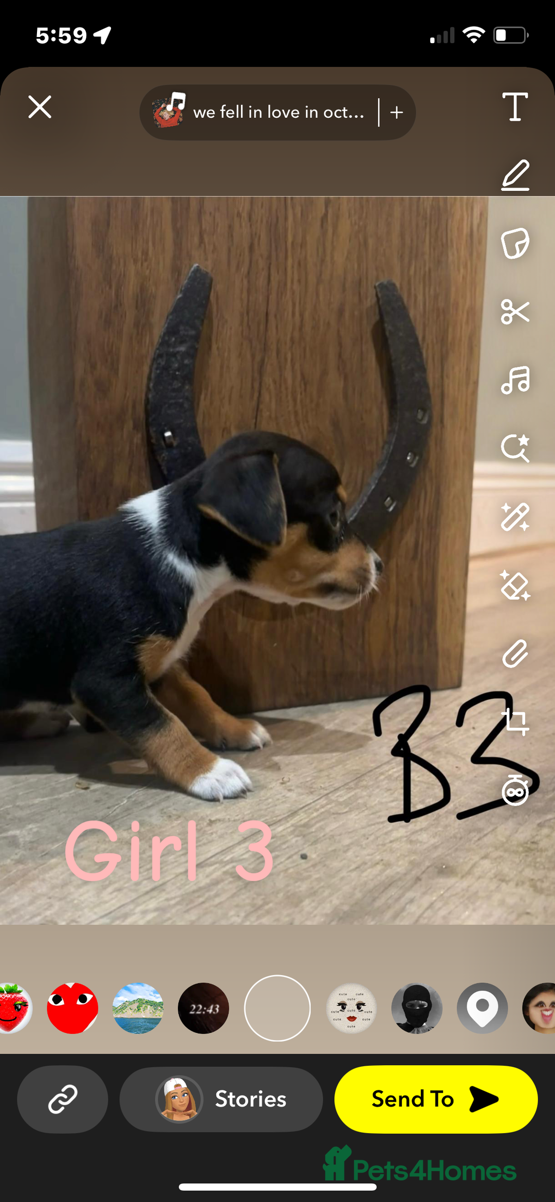 Jack Russell dogs for sale: Beautiful jack russel 👀🏡💙🩷 - Image 4