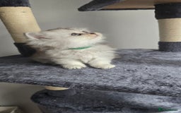 Persian cats for sale: Persian Kittens for Sale – Fluffy Bundles of Joy - Image 10