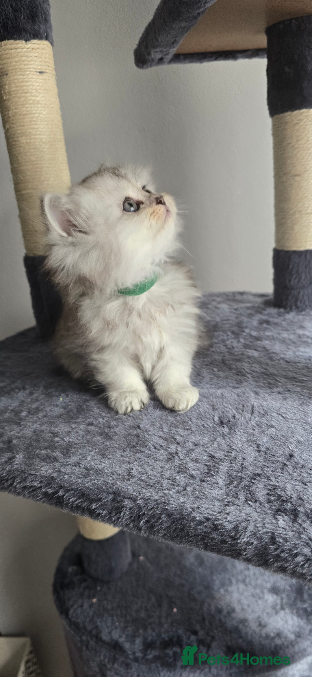 Persian cats for sale: Persian Kittens for Sale – Fluffy Bundles of Joy - Image 10