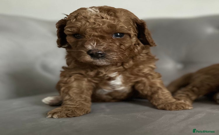 Cavapoo dogs - Advert 11