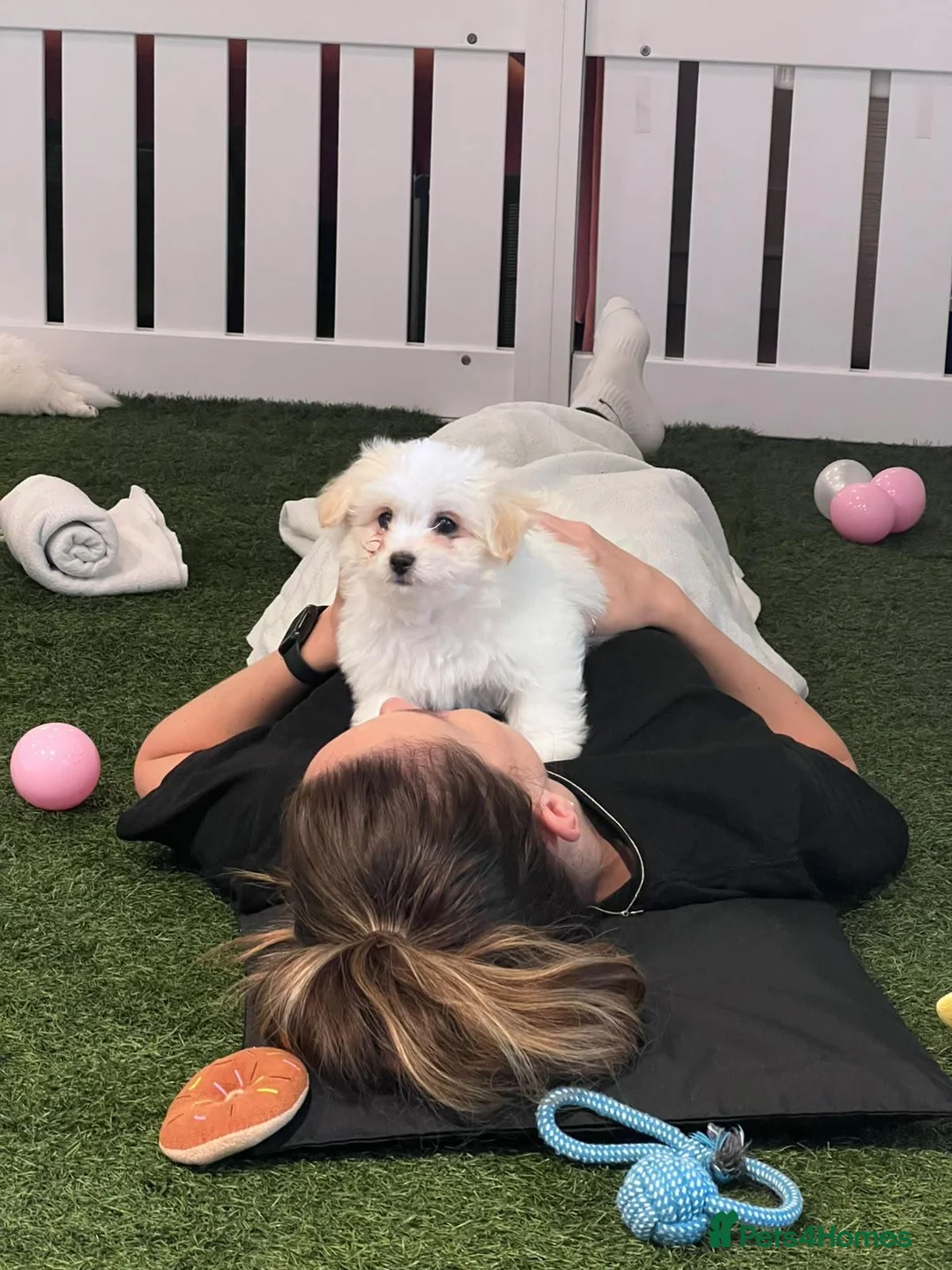 Coton De Tulear dogs for sale: 2 beautiful coton de tulear  - Advert 2