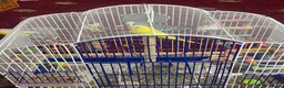 Budgerigars birds for sale: Budgies  in Hayes - Advert 3