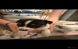 Jack Russell dogs for sale: Jack Russell puppies  - Image 11