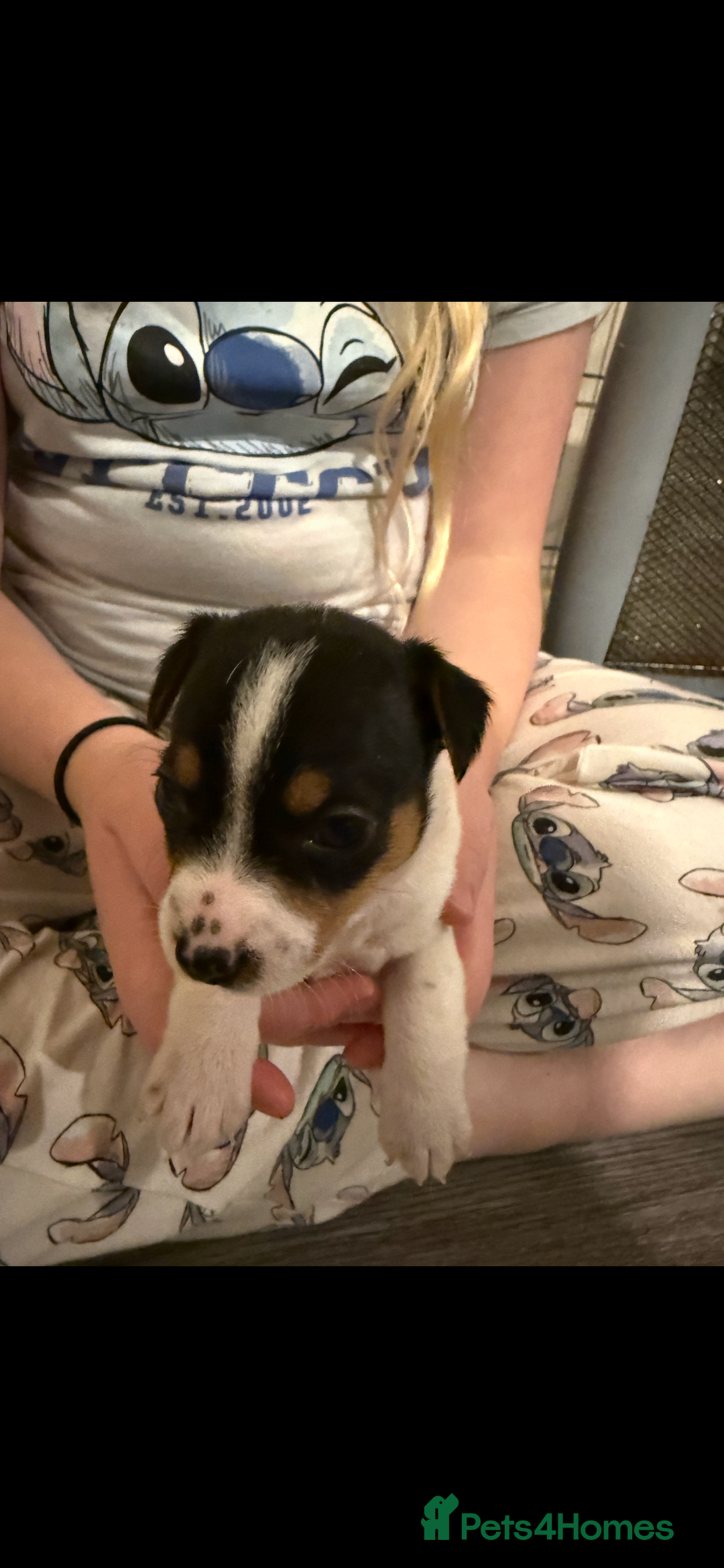 Jack Russell dogs for sale: Jack Russell puppies  - Image 11