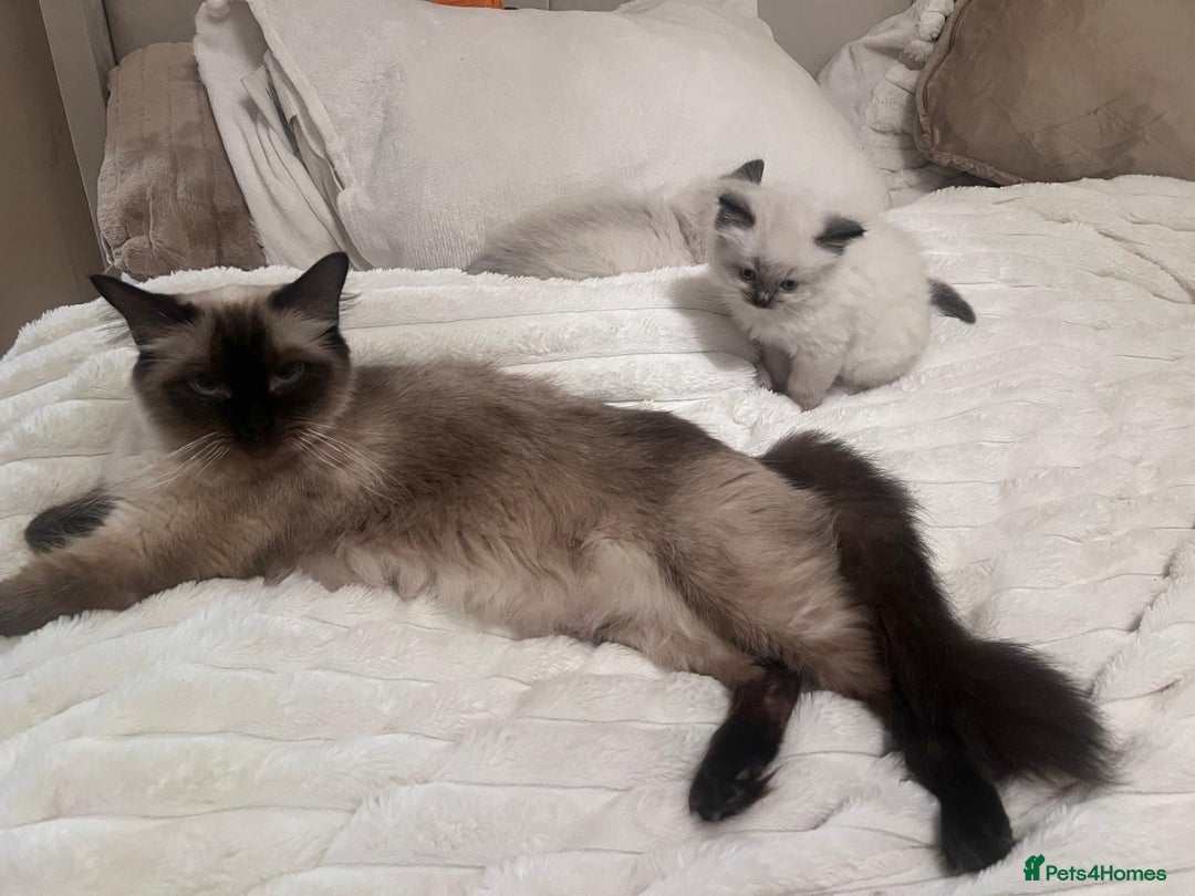 Ragdoll cats for sale: 4 gorgeous Ragdoll kittens for sale - Advert 2