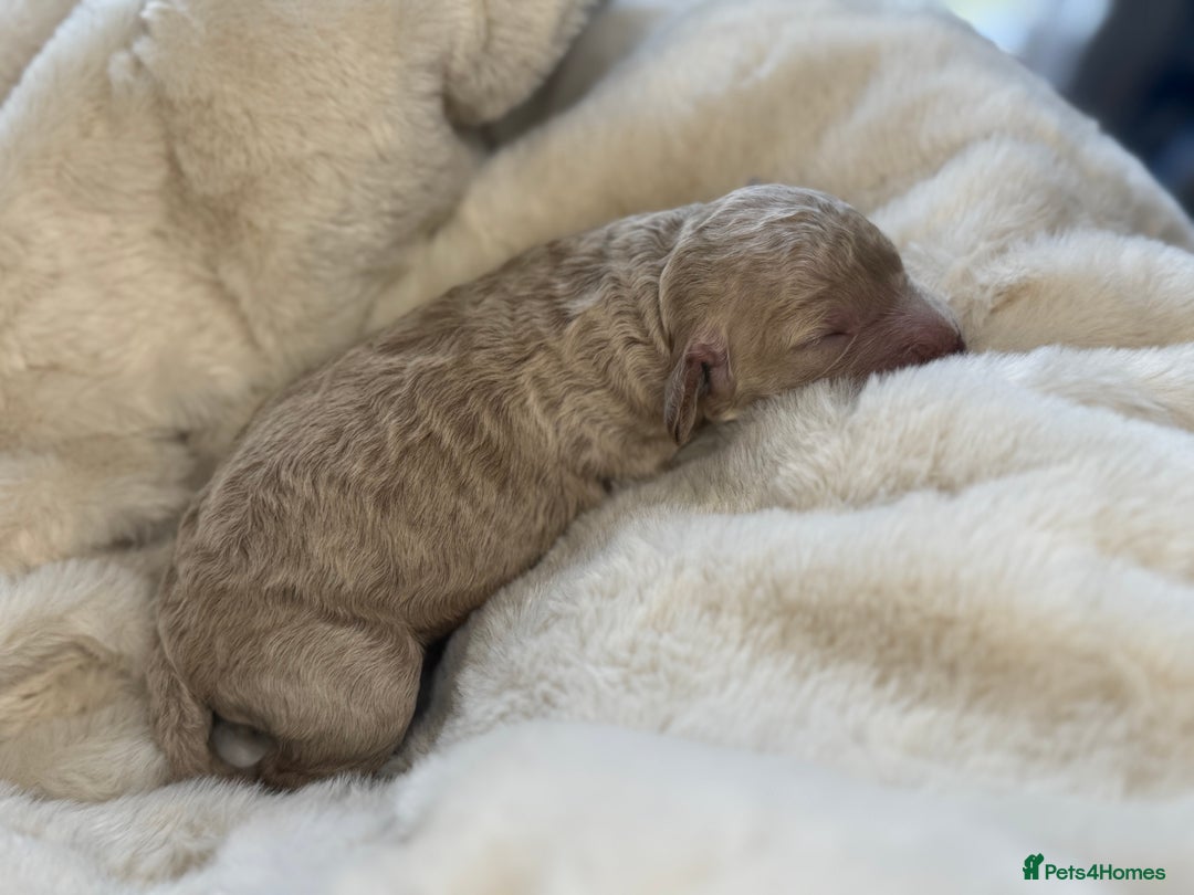 Mini Goldendoodle dogs for sale: Miniature Goldendoodle F1b Puppies - Advert 21