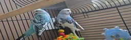 Budgerigars birds for sale: Male and female Budgies - Advert 1