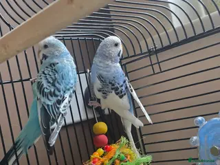 Budgerigars birds Male and female Budgies - Advert 14