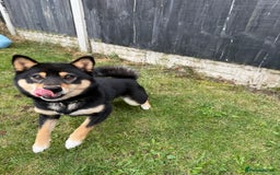 Japanese Shiba Inu dogs for sale: Lilo  - Image 4