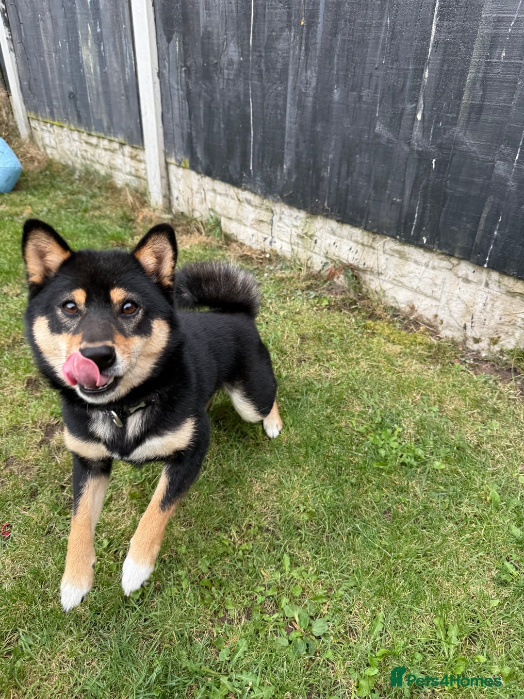 Japanese Shiba Inu dogs for sale: Lilo  - Image 4
