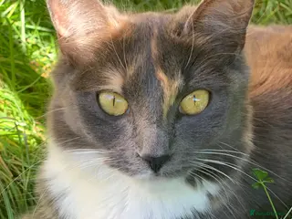 Mixed Breed cats Kittens in London- £200-£350 - Advert 8