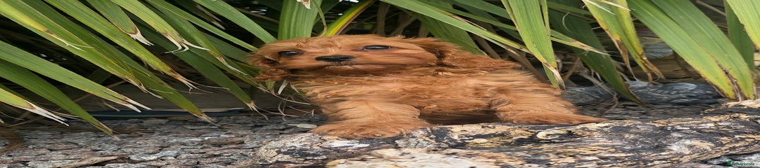 Cavapoo Puppy 1