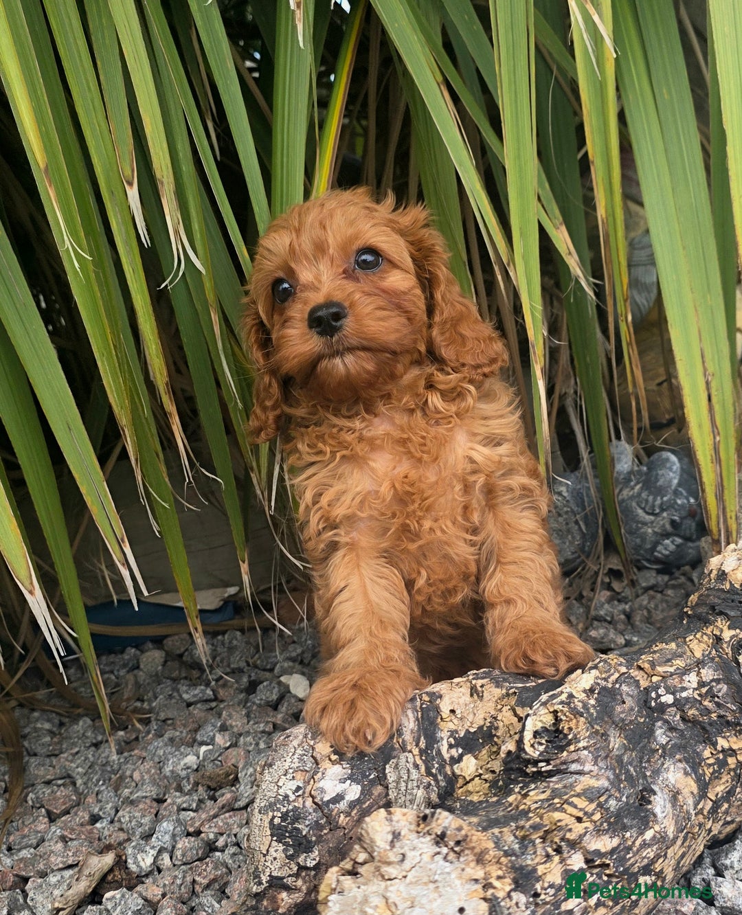 Cavapoo dogs for sale: Ready now Extensively tested f1 cavapoo puppies - Image 2