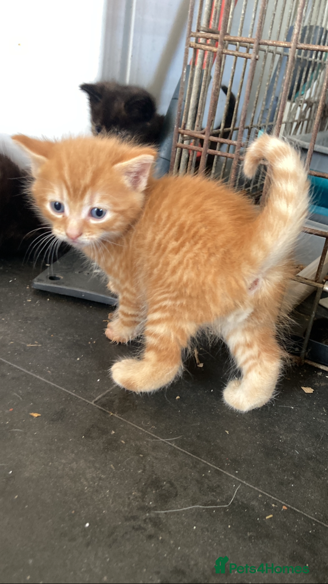 Maine Coon cats for sale: Maine coon x - Image 26