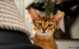 Abyssinian cats for sale:  Champions  Line Romeo-TICA reg. Abyssinian Beauty - Image 7