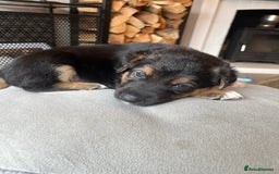 Mixed Breed dogs for sale: Belgian malinois x Anatolian shepherd mix pups 🐶  - Image 10