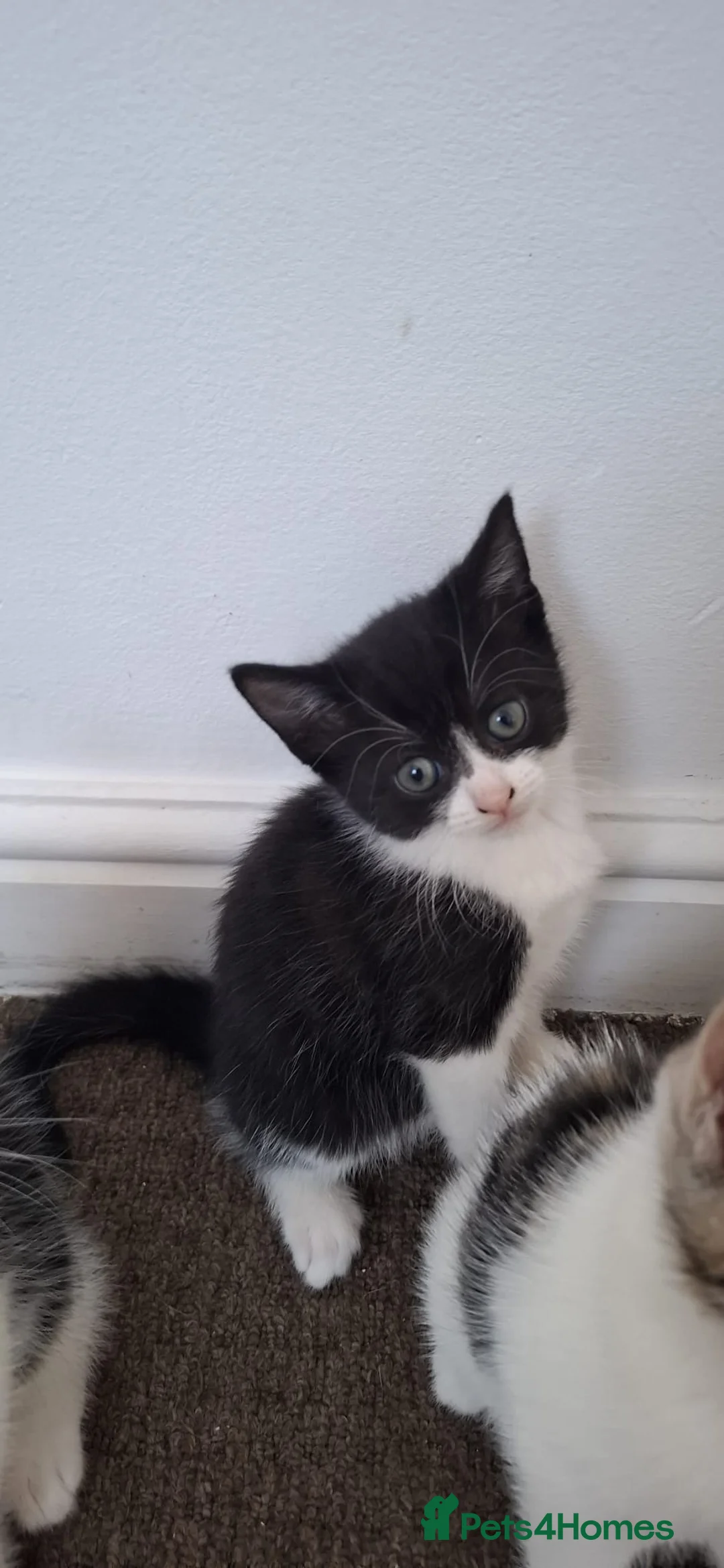 Mixed Breed cats for sale: 4 kittens for sale in Corby - Advert 5