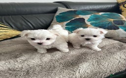 Maltese dogs for sale: 🌟KC STUNNING half-Korean Maltese puppies 🌟 - Image 20