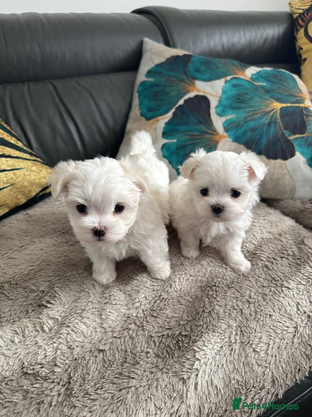 Maltese dogs for sale: 🌟KC STUNNING half-Korean Maltese puppies 🌟 - Image 20
