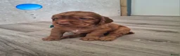 Cocker Spaniel dogs for sale: 4 Red Working Cocker Spaniel Boys - Advert 21