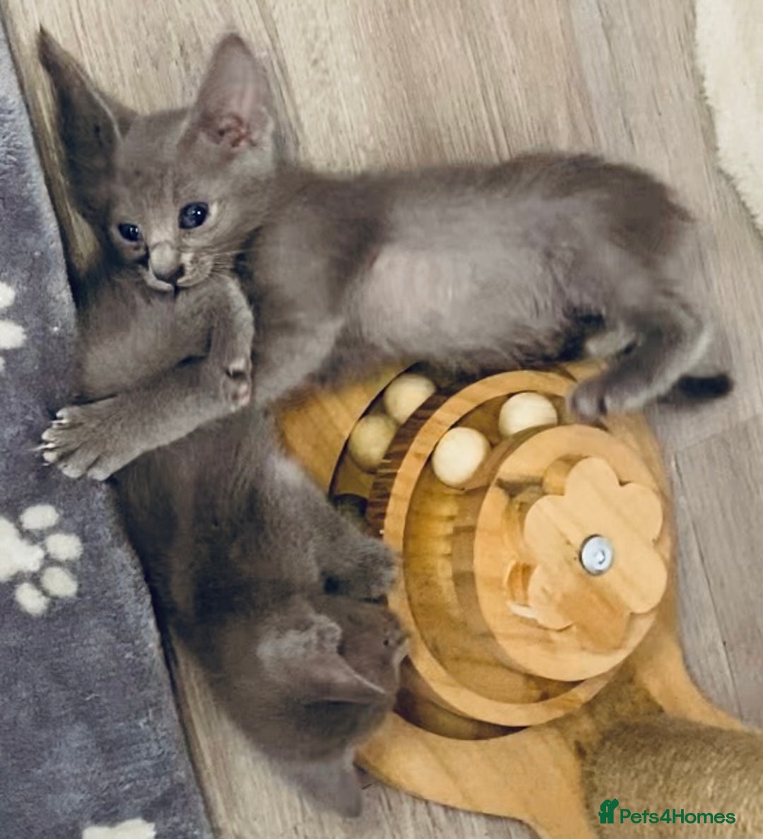 Mixed Breed cats for sale: Oriental X Siamese kittens  - Image 38