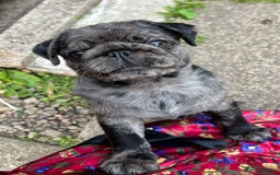 Pug dogs for sale: Last Merle boy, price reduced again! - Image 12