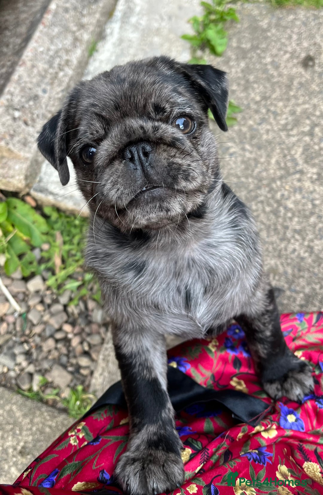 Pug dogs for sale: Last Merle boy, price reduced again! - Image 12