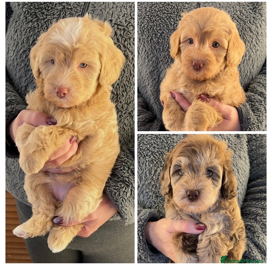 Labradoodle dogs Stunning Labradoodles From Health tested parents - Advert 1