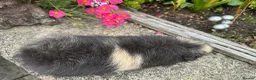 Guinea Pig rodents for sale: Beautiful Swiss sows (female)  - Advert 19